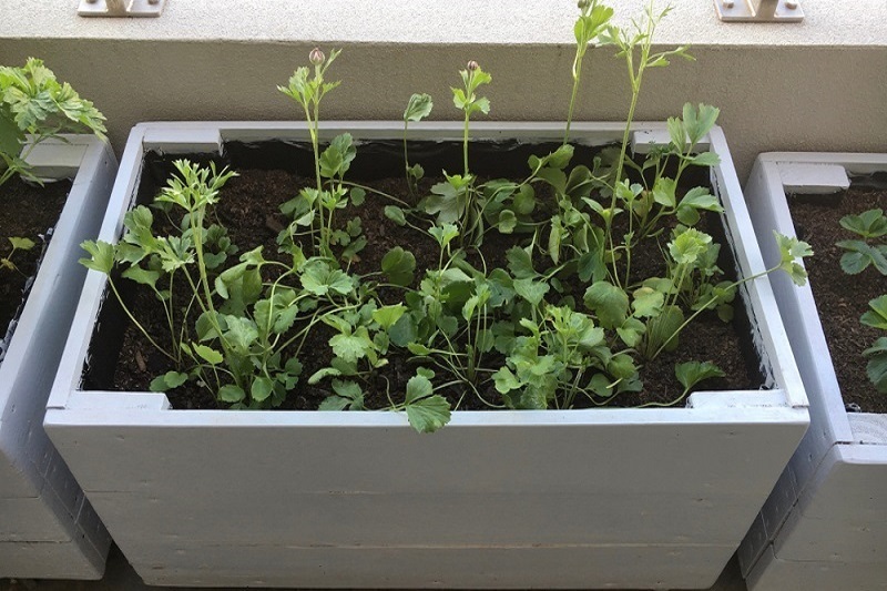 Interesting Ways Of Using Concrete Planter Boxes In Your Dining Room 