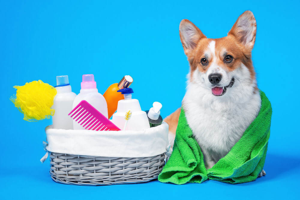 Things to ensure while buying Dog Grooming Products online