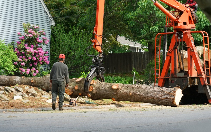 Tips For Selecting Best Tree Removal Service For Your Home