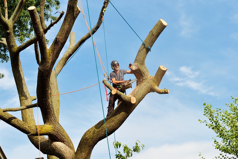 Tree Removal 