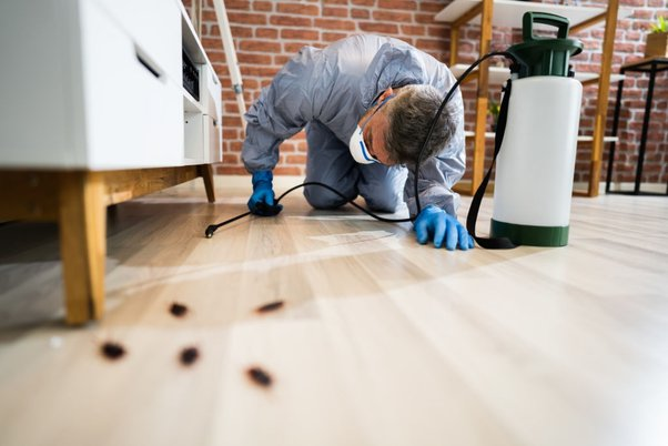 The Importance Of Controlling Pest Infestation
