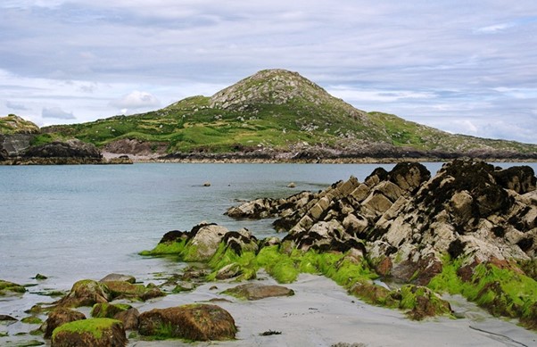 Exploring the Health Benefits: Why Should You Buy Irish Moss?