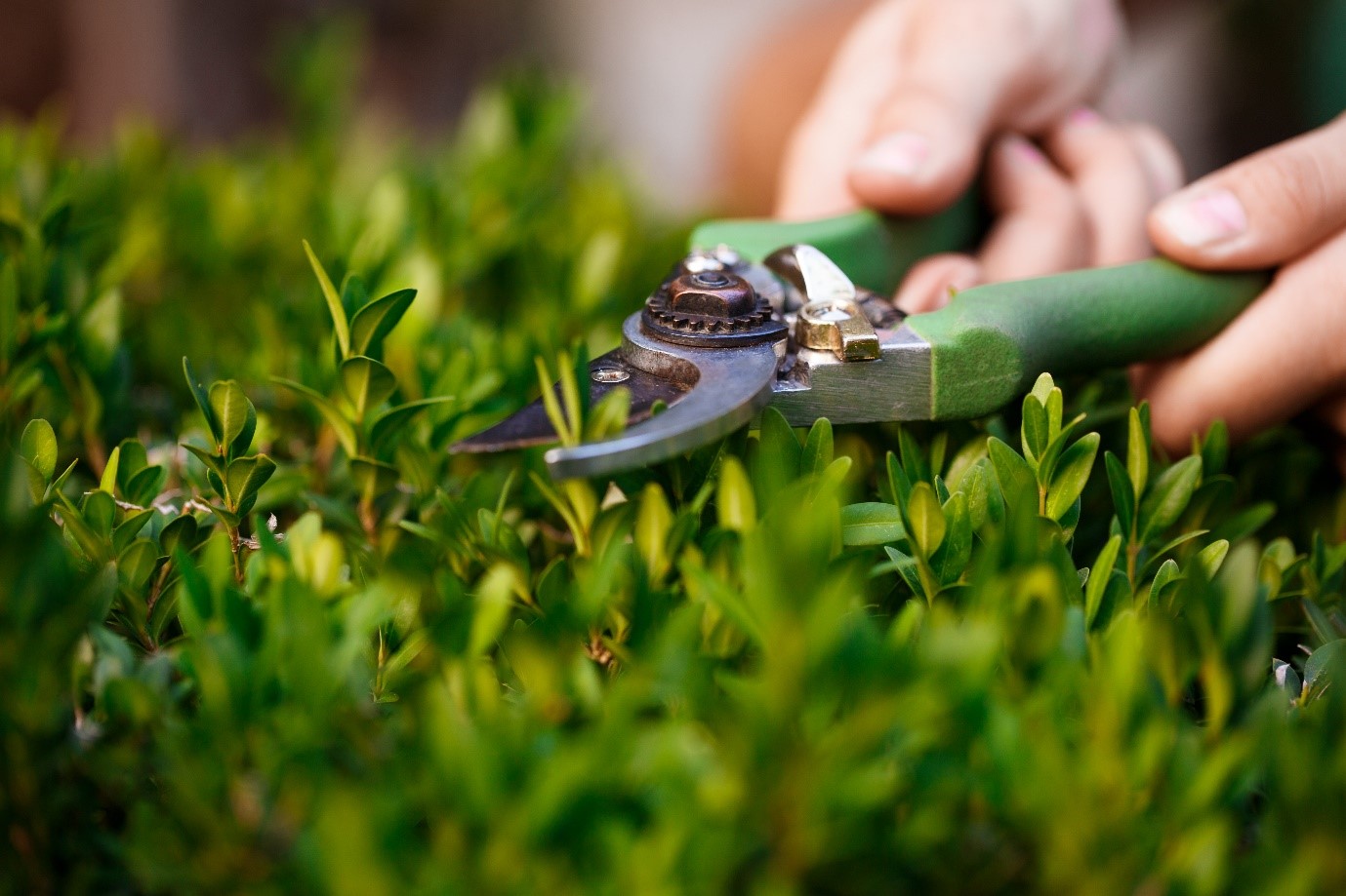 Lawn Mowing Machines