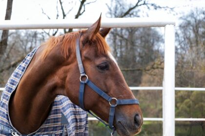 The Ultimate Guide to Choosing the Perfect Horse Rug Online: Features You Can’t Afford to Miss