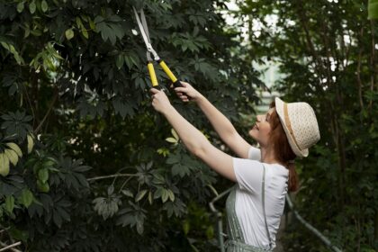 Tree Pruning: An Unseen Ally In Environment Conservation