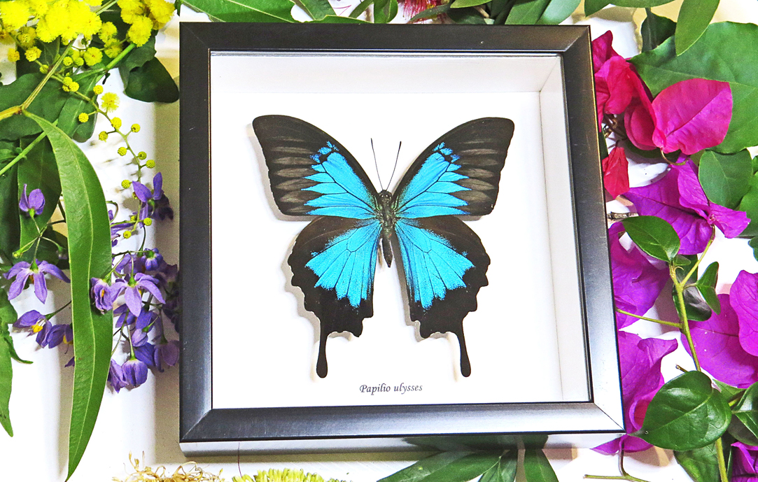 Collection Taxidermy Insects for Sale