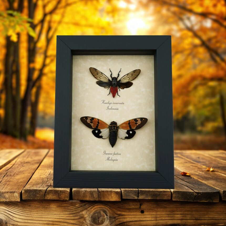 The Beginners Guide to Starting a Collection Taxidermy Insects for Sale