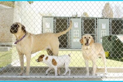 The Role of Dog Boarding Kennels in Your Pet’s Behavior and Socialization