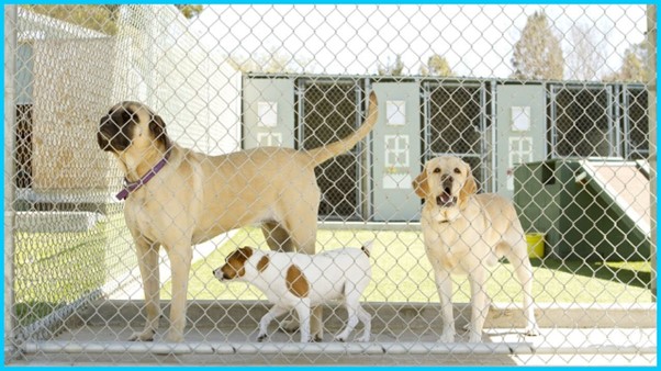 The Role of Dog Boarding Kennels in Your Pet’s Behavior and Socialization