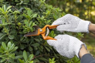 How To Choose The Right Tree Trimmer For Your Needs