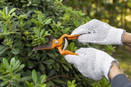 How To Choose The Right Tree Trimmer For Your Needs