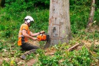 What Are the Benefits of Tree Removal Service?