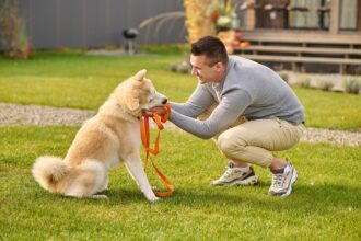 Why Dog Training Courses Melbourne Are the Key to Raising a Well-Behaved Dog