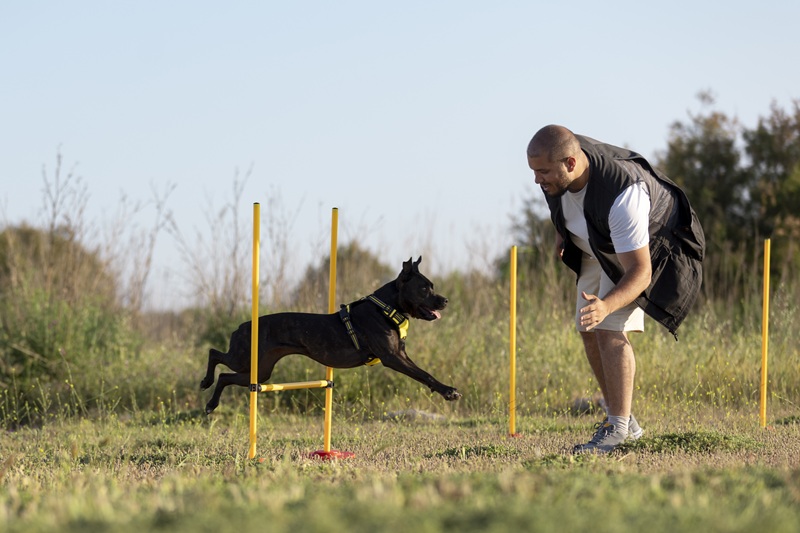 dog training courses melbourne