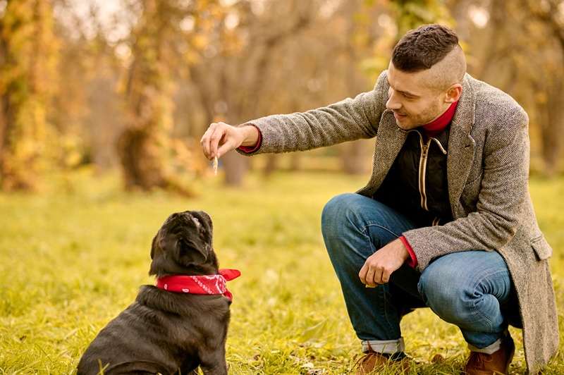 dog training courses melbourne